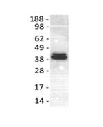 ERK1/2 Antibody in Western Blot (WB)