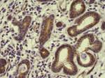 ERK1/2 Antibody in Immunohistochemistry (Paraffin) (IHC (P))