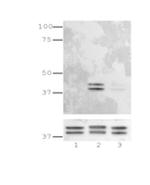 Phospho-ERK1/2 (Thr202, Tyr204) Antibody in Western Blot (WB)