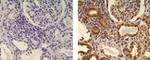 HSP70 Antibody in Immunohistochemistry (Paraffin) (IHC (P))