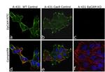 CD326 (EpCAM) Antibody in Immunocytochemistry (ICC/IF)