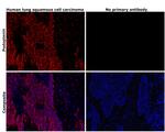 Podoplanin Antibody in Immunohistochemistry (Paraffin) (IHC (P))