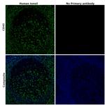 CD45 Antibody in Immunohistochemistry (Paraffin) (IHC (P))