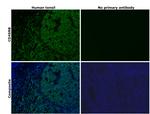 CD45RB Antibody in Immunohistochemistry (Paraffin) (IHC (P))