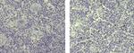 AIRE Antibody in Immunohistochemistry (Paraffin) (IHC (P))