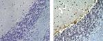 Musashi-2 Antibody in Immunohistochemistry (Paraffin) (IHC (P))