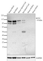 HCN2 Antibody