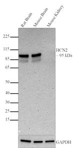 HCN2 Antibody in Western Blot (WB)