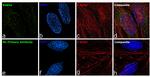 RAB5A Antibody in Immunocytochemistry (ICC/IF)