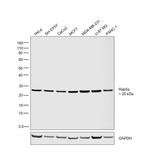 RAB5A Antibody in Western Blot (WB)