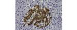 Glucagon Antibody in Immunohistochemistry (Paraffin) (IHC (P))