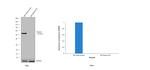 Desmin Antibody in Western Blot (WB)