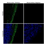 Desmin Antibody in Immunohistochemistry (Paraffin) (IHC (P))