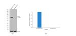 Desmin Antibody in Western Blot (WB)