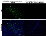 IDO Antibody