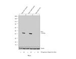 IDO Antibody in Western Blot (WB)