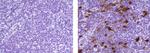 IDO Antibody in Immunohistochemistry (Paraffin) (IHC (P))