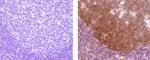 HGAL Antibody in Immunohistochemistry (Paraffin) (IHC (P))