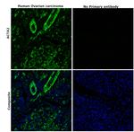 Alpha-Smooth Muscle Actin Antibody in Immunohistochemistry (Paraffin) (IHC (P))