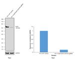 SOX9 Antibody