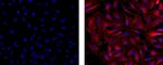 Vinculin Antibody in Immunocytochemistry (ICC/IF)