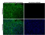 Arginase 1 Antibody in Immunohistochemistry (Paraffin) (IHC (P))