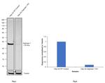 Arginase 1 Antibody in Western Blot (WB)