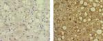 Arginase 1 Antibody in Immunohistochemistry (Paraffin) (IHC (P))