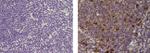 TRAF-1 Antibody in Immunohistochemistry (Paraffin) (IHC (P))