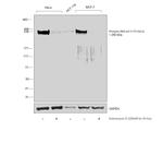 Phospho-RNA pol II CTD (Ser2) Antibody in Western Blot (WB)