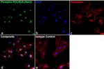 Phospho-RNA pol II CTD (Ser2) Antibody in Immunocytochemistry (ICC/IF)