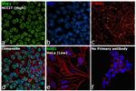 SOX2 Antibody in Immunocytochemistry (ICC/IF)