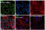 SOX2 Antibody in Immunocytochemistry (ICC/IF)