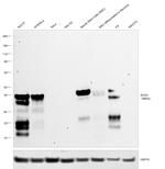 SOX2 Antibody in Western Blot (WB)