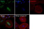 MAVS Antibody in Immunocytochemistry (ICC/IF)