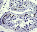 UTF1 Antibody in Immunohistochemistry (Paraffin) (IHC (P))