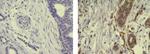 AHR Antibody in Immunohistochemistry (Paraffin) (IHC (P))