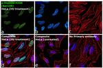 Phospho-Histone H2A.X (Ser139) Antibody in Immunocytochemistry (ICC/IF)