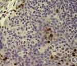 Phospho-Histone H2A.X (Ser139) Antibody in Immunohistochemistry (Paraffin) (IHC (P))