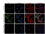 Fibronectin Antibody