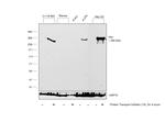 Fibronectin Antibody in Western Blot (WB)