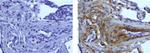 Collagen IV Antibody in Immunohistochemistry (Paraffin) (IHC (P))