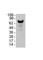 BCL6 Antibody in Western Blot (WB)