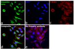 Vimentin Antibody in Immunocytochemistry (ICC/IF)