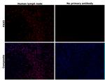 PAX5 Antibody in Immunohistochemistry (Paraffin) (IHC (P))