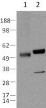 Caspase 8 Antibody in Western Blot (WB)