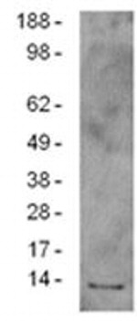 Grim-19 Antibody in Western Blot (WB)