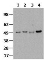 IRF3 Antibody in Western Blot (WB)