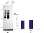 CD184 (CXCR4) Antibody in Western Blot (WB)