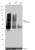 CD184 (CXCR4) Antibody in Western Blot (WB)